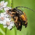 <div>
	Cerambicide (<em>Reptula maculata</em>) Alpi Marittime</div>
