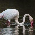 <div>
	Fenicottero rosa (<em>Phoenicopterus roseus</em>)</div>
