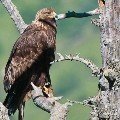 <div>
	Aquila reale (<em>Aquila chrysaetos</em>)</div>
