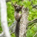 <div>
	Scoiattolo rosso (<em>Sciurus vulgaris</em>)</div>
