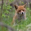 <div>
	Volpe (<em>Vulpes vulpes</em>)</div>
