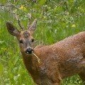 <div>
	Capriolo (Capreolus capreolus)</div>

