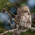 <div>
	Civetta nana (<em>Glaucidium passerinum</em>) Alpi Marittime</div>
