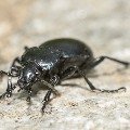 <div>
	Carabus <em>problematicus,</em>Alpi Marittime</div>
