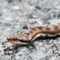 <div>
	Vipera comune (Vipera aspis)</div>
