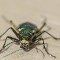 <div>
	Cicindela gallica (<em>Cicindela gallica</em>) Alpi Marittime,simile alla comune Cicindela campestre </div>
<div>
	si differenzia da quest'ultima per le caratteristiche macchie a "tilde" sulle elitre,specie adatta alle altitudine</div>
<div>
	più elevate si può rinvenire ad oltre 3000m .</div>
