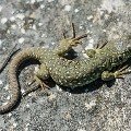 <div>
	Giovane di Lucertola ocellata (timon lepidus), Liguria Occidentale.</div>
