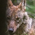 <div>
	Femmina di Lupo (Canis lupus italicus)</div>
