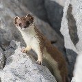 <div>
	Ermellino in abito estivo (Mustela erminea)</div>
