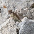 <div>
	Ermellino in abito estivo (<em>Mustela ermine</em>a)</div>
