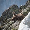 <div>
	Camoscio alpino (Rupicapra rupicapra) Alpi Marittime.</div>
