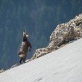 <div>
	Camoscio alpino (<em>Rupicapra rupicapra</em>) Alpi Marittime.</div>
