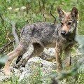 <div>
	Cucciolo di Lupo (Canis lupus italicus)</div>
